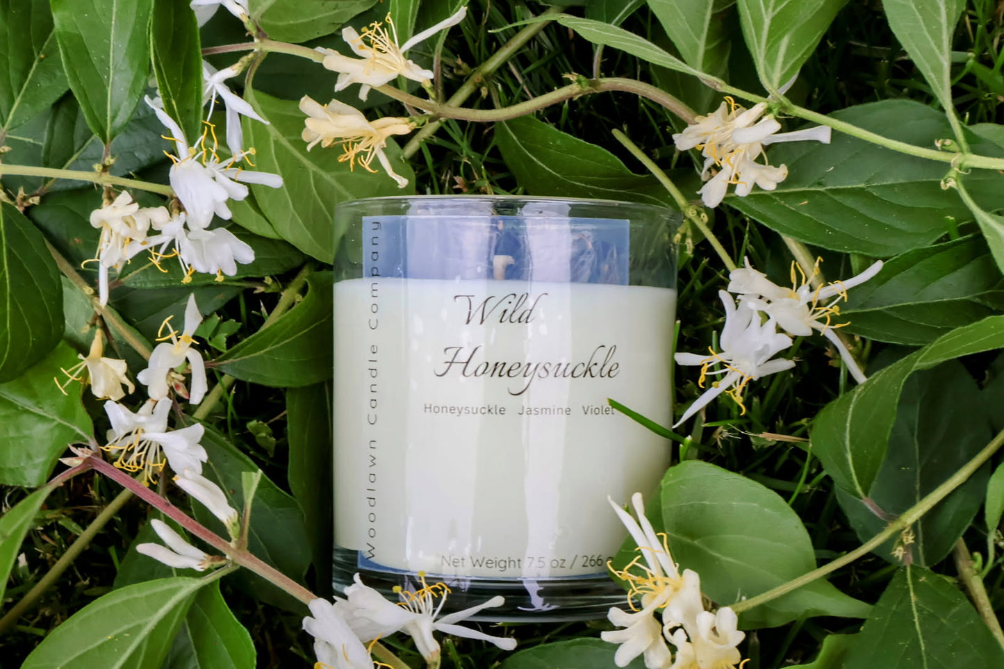 Wild Honeysuckle